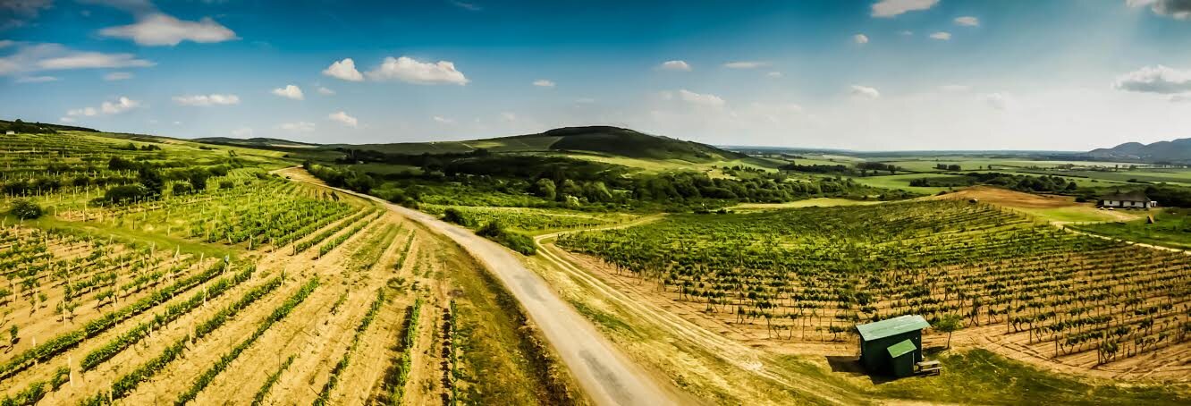 Vineyards stretching across a green hillside